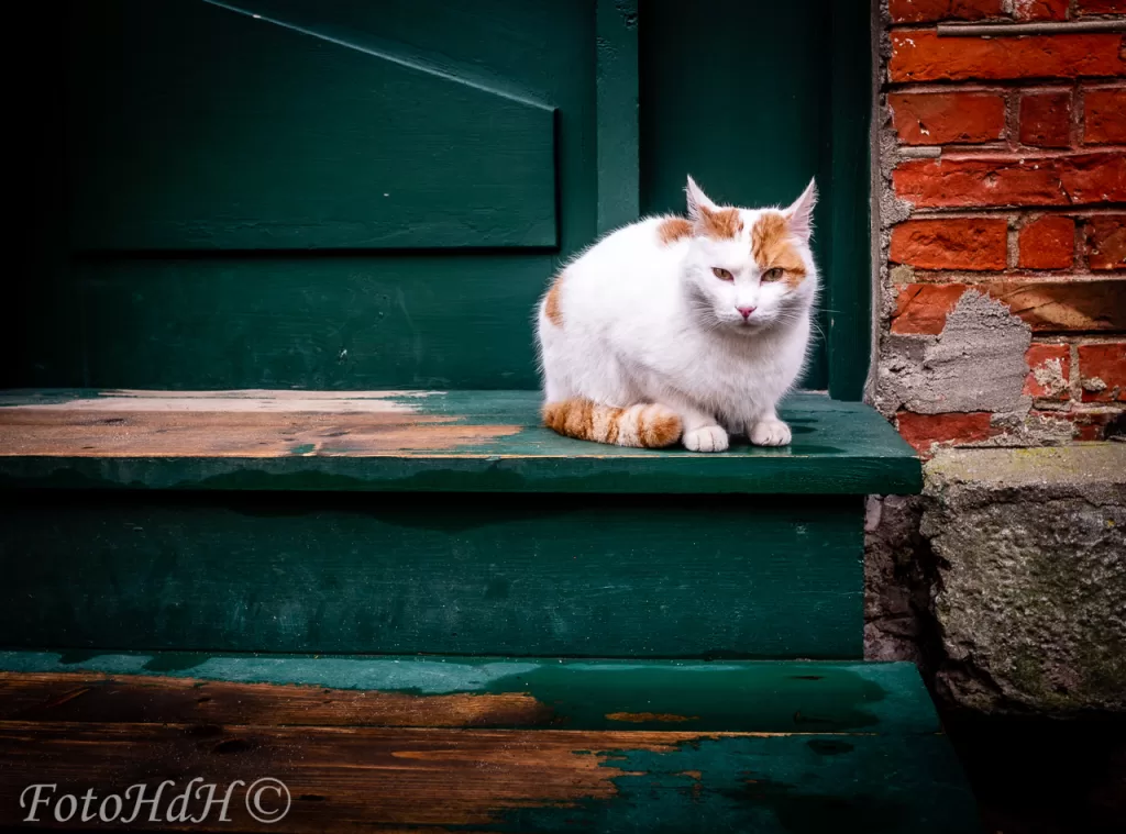 Katten, Kuldiga, Letland, Straatfotografie, Streetphotography